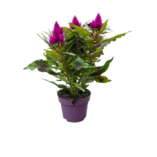 CELOSIA spicata D12 P X10 Deep Purple