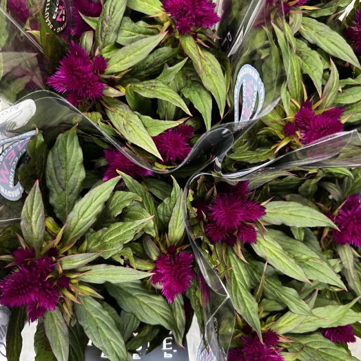 CELOSIA spicata D12 P X10 Deep Purple