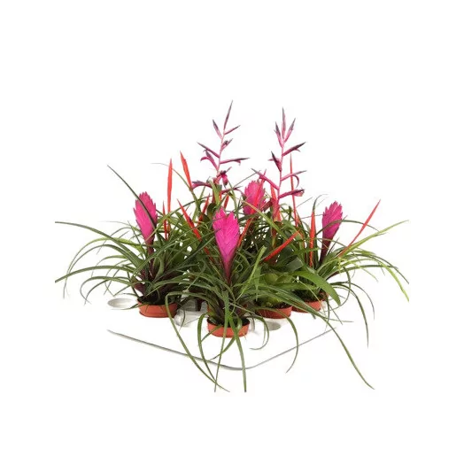 MINI TILLANDSIA ionantha D05 P x20 Green