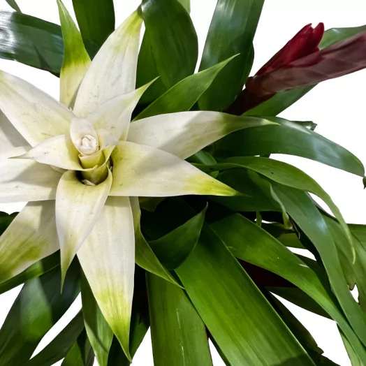 BROMELIA x D17C P x4 COUPE