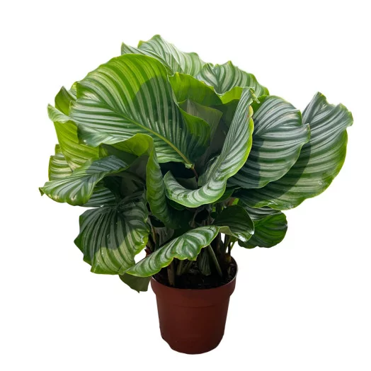 CALATHEA orbifolia D24 80-90CM