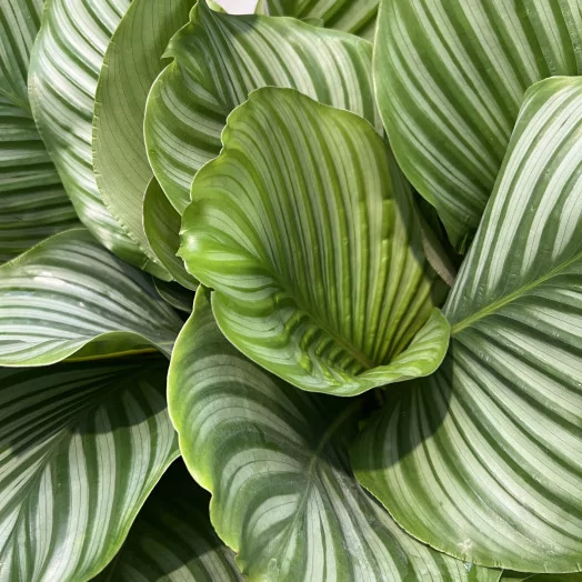 CALATHEA orbifolia D24 80-90CM