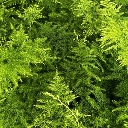 ASPARAGUS setaceus D09 P x12 Plumosus