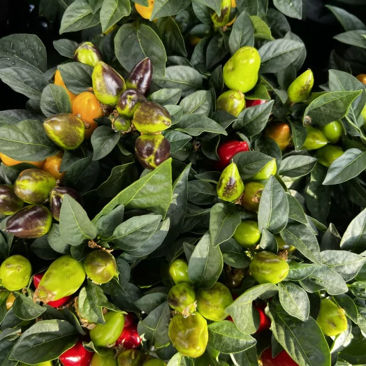 CAPSICUM annuum D12 P x10 Mambo MIX