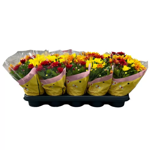CHRYSANTHEMUM indica D12 P x10 MIX Carnaval Sunset