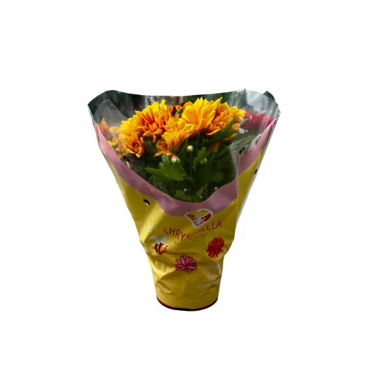 CHRYSANTHEMUM indica D12 P x10 MIX Carnaval Sunset
