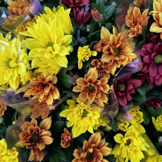 CHRYSANTHEMUM indica D12 P x10 MIX Carnaval Sunset