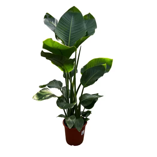 STRELITZIA nicolai D27 200-220CM Oiseau de Paradis