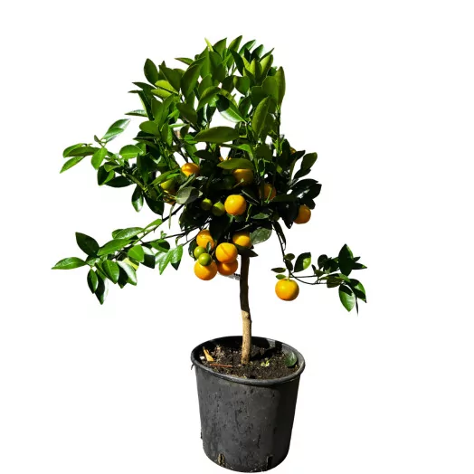 CITRUS mitis D20 TIGE 70-80CM Calamondin