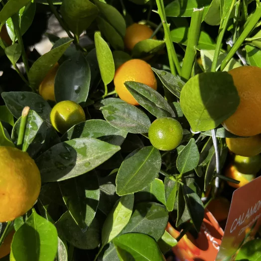 CITRUS mitis D20 TIGE 70-80CM Calamondin