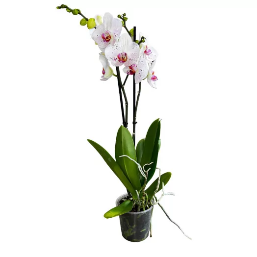 PHALAENOPSIS x D12 2BR P x10 Bohemian Goya