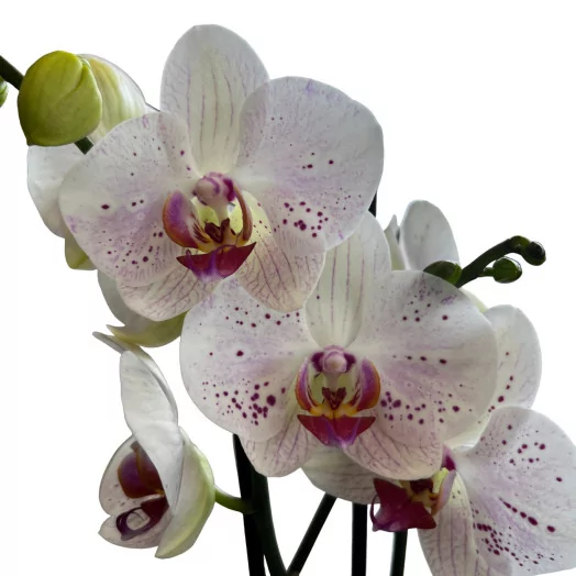 PHALAENOPSIS x D12 2BR P x10 Bohemian Goya