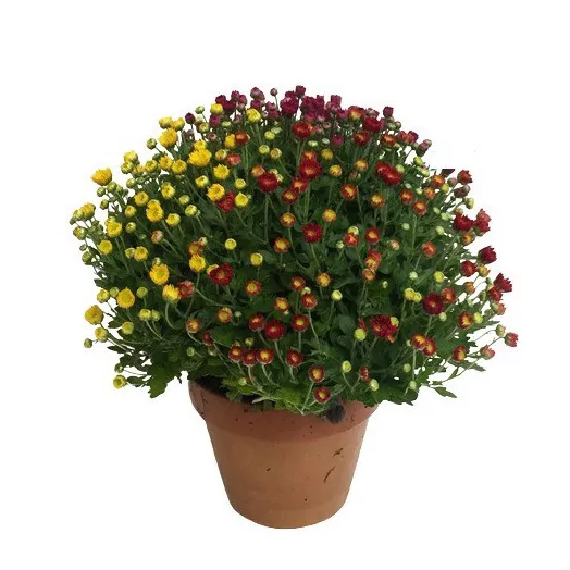 CHRYSANTHEMUM ind POMPON D20T 45-50CM TRICOLORE