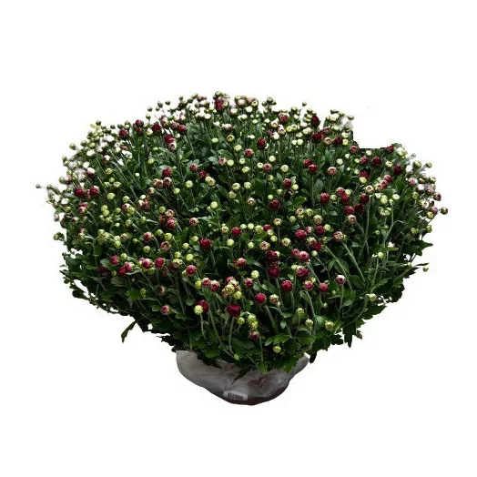 CHRYSANTHEMUM ind D21