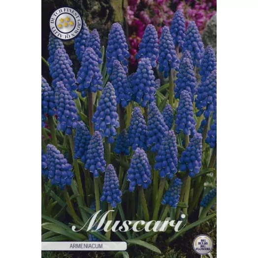 BULBE MUSCARI armeniacum 8-9 SACHET DE 25