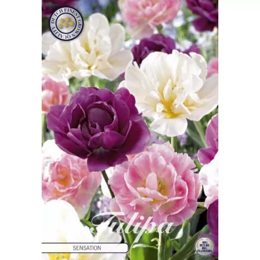 BULBE TULIPA 12+ SACHET DE 25 Garden Sensation