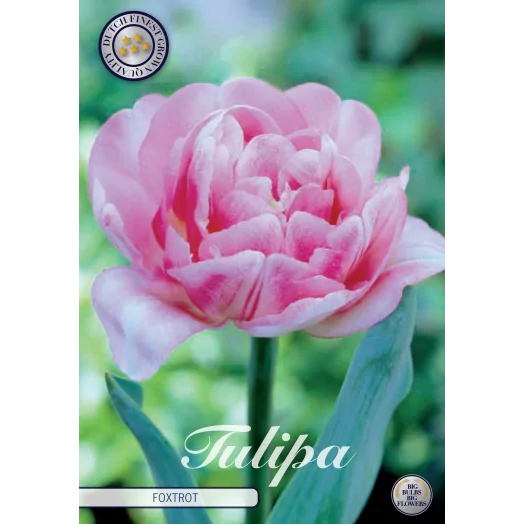 BULBE TULIPA 12+ SACHET DE 25 Early Foxtrot
