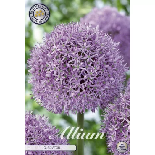 BULBE ALLIUM caeruleum 05+ SACHET DE 25