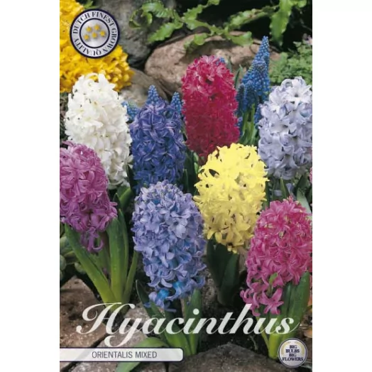 BULBE HYACINTHUS orientalis 15-16 SACHET DE 15 MIX