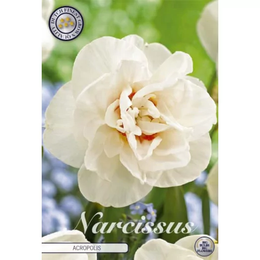 BULBE NARCISSUS x 14-16 SACHET DE 15 Acropolis