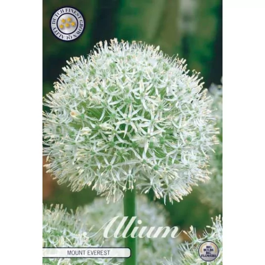 BULBE ALLIUM x 24+ SACHET DE 10 Mount Everest