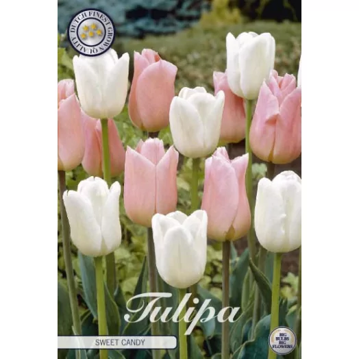 BULBE TULIPA 12+ SACHET DE 25 Sweet Candy