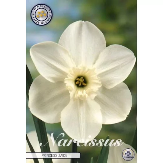 BULBE NARCISSUS x 14-16 SACHET DE 25 Princess Zaide