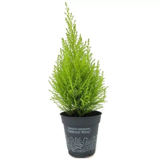 CUPRESSUS macrocarpa D13 x8 Goldcrest Wilma