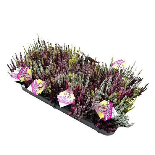 CALLUNA vulgaris D11X10 B.L. High Five