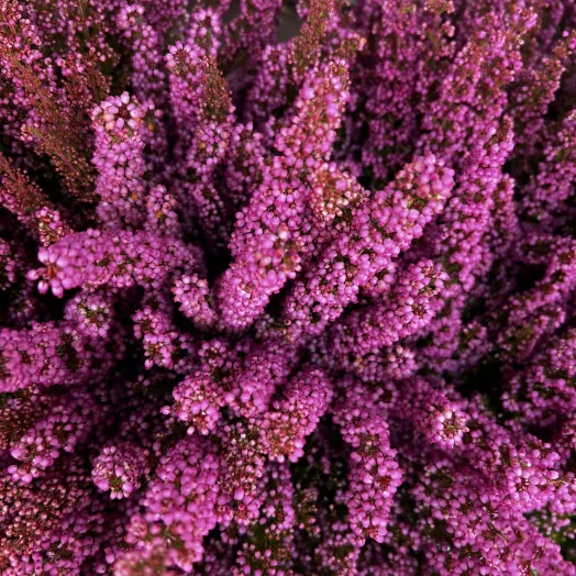 ERICA gracilis D12x6 MIX Beauty Queens