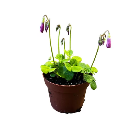 OXALIS bowiei D13 P X8 Amarantha