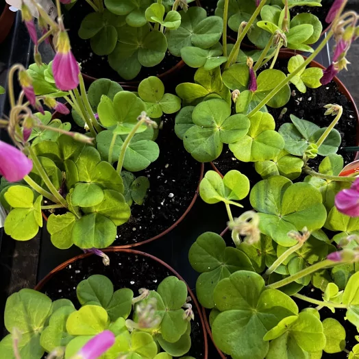 OXALIS bowiei D13 P X8 Amarantha