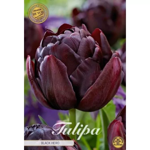 BULBE TULIPA 12+ SACHET DE 25 Black Hero