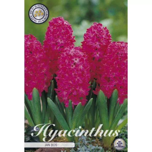 BULBE HYACINTHUS orientalis 15-16 SACHET DE 15 Jan Bos