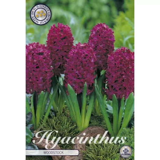 BULBE HYACINTHUS orientalis 15-16 SACHET DE 15 Woodstock