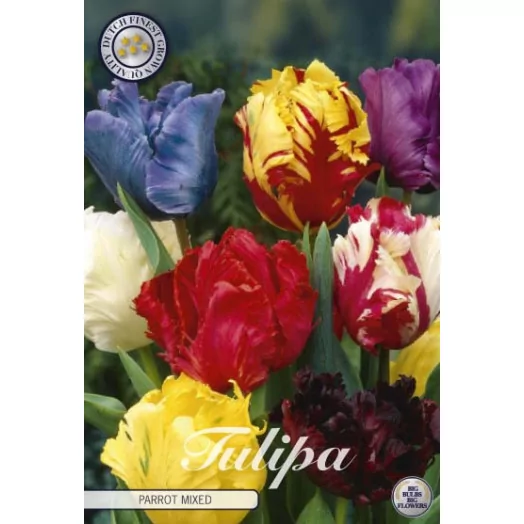 BULBE TULIPA PARROT 12+ SACHET DE 25 MIX