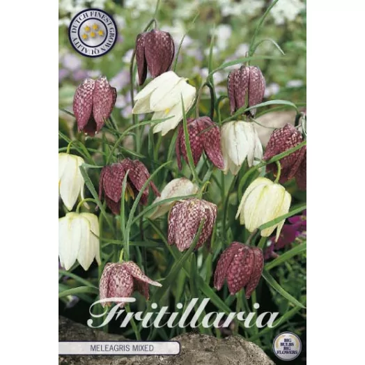 BULBE FRITILLARIA 7 + SACHET DE 25 MIX