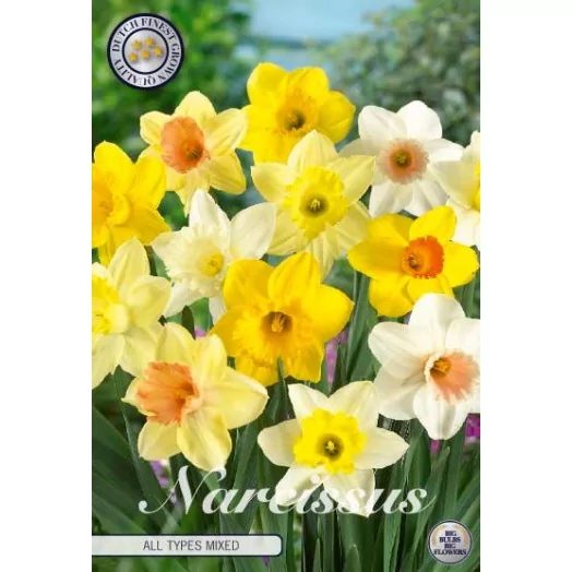 BULBE NARCISSUS x 14-16 SACHET DE 15 All types MIX