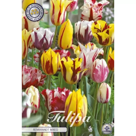BULBE TULIPA 12+ SACHET DE 25 Rembrandt MIX