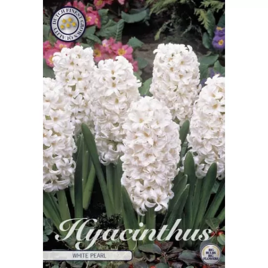 BULBE HYACINTHUS orientalis 15-16 SACHET DE 15 White Pearl