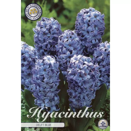 BULBE HYACINTHUS orientalis 15-16 SACHET DE 15 Delft Bleu