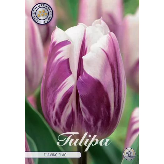 BULBE TULIPA TRIUMPH 12+ SACHET DE 25 Flaming Flag