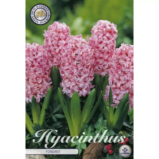 BULBE HYACINTHUS orientalis 15-16 SACHET DE 15 Fondant