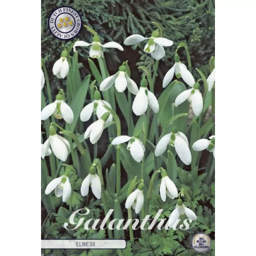 BULBE GALANTHUS 5-6 SACHET DE 25 Elwesii