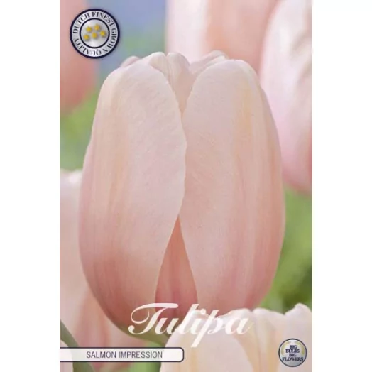 BULBE TULIPA 12+SACHET DE 25 Salmon Impression