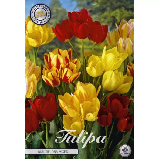 BULBE TULIPA 12+ SACHET DE 25 Multiflora MIX
