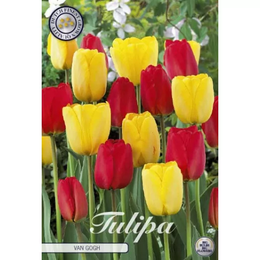 BULBE TULIPA 12+ SACHET DE 25 Garden Van Gogh