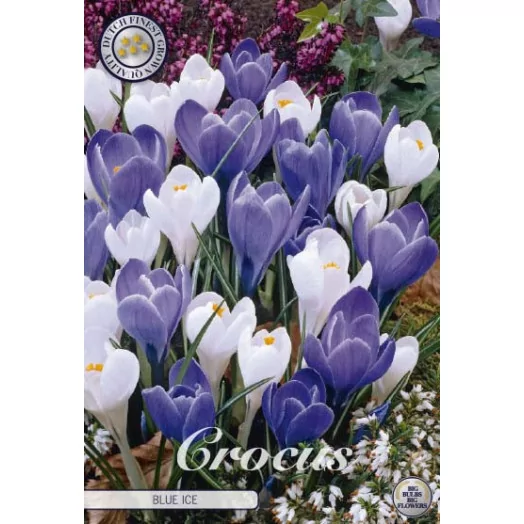 BULBE CROCUS vernus 8-9 SACHET DE 25 Blue Ice