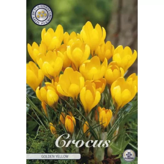 BULBE CROCUS vernus 8-9 SACHET DE 25 Golden Yellow