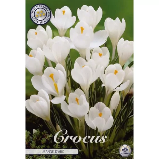 BULBE CROCUS vernus 8-9 SACHET DE 25 Jeanne D'Arc